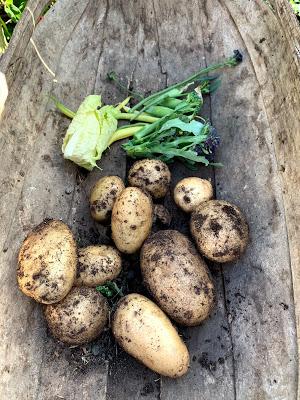 The Veg Diaries - harvesting and planting