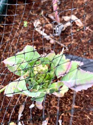 The Veg Diaries - harvesting and planting