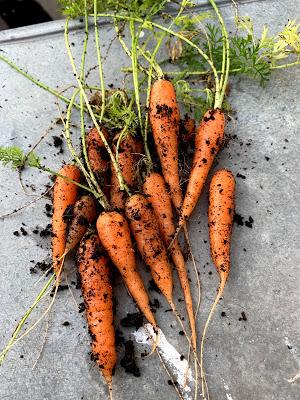 The Veg Diaries - harvesting and planting