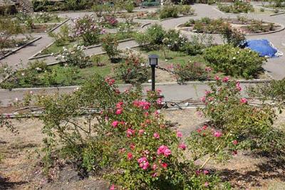 MORCOM ROSE GARDEN, Oakland, CA: A Refreshing Retreat