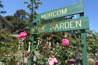 MORCOM ROSE GARDEN, Oakland, CA: A Refreshing Retreat