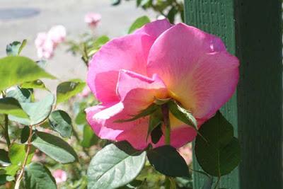 MORCOM ROSE GARDEN, Oakland, CA: A Refreshing Retreat