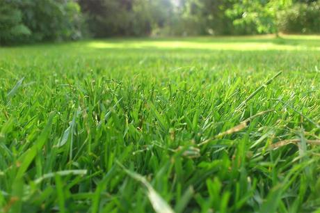 7 best ways to maintain your lawn and garden