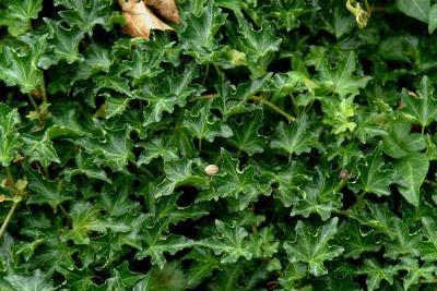 Classy Groundcovers, Hedera Helix 'Ivalace' (54 Pots, 2 1/2 inches Square)
