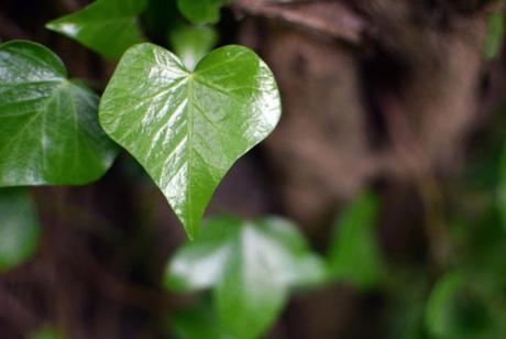 heart-ivy