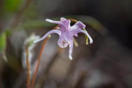 Barrenwort plant