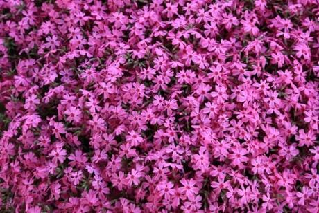 Moss Phlox plant