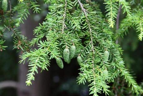 Canadian Hemlock plant