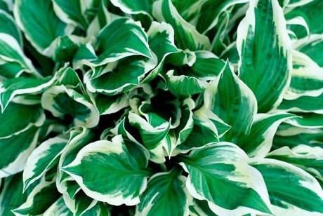 Hosta plant