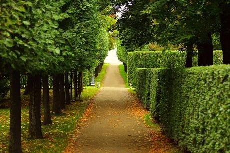 Best Pole Saw for Keeping Your Trees Trimmed and Healthy Best Pole Saw for Keeping Your Trees Trimmed and Healthy