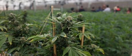 The Cannabis Industry
