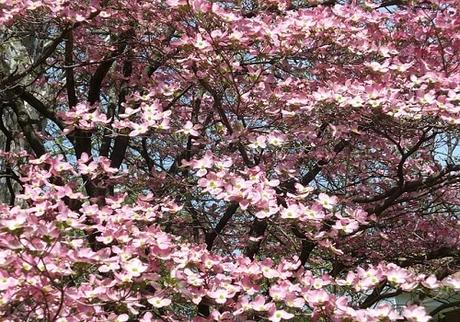 What Are Some Fast-Growing Trees For Your Backyard?