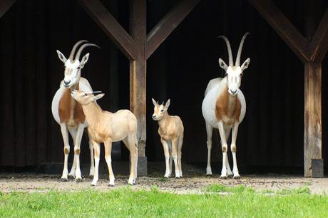 cannabis for elephants !!!