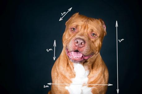 Key Tips For Maintaining Your Pitbulls Health