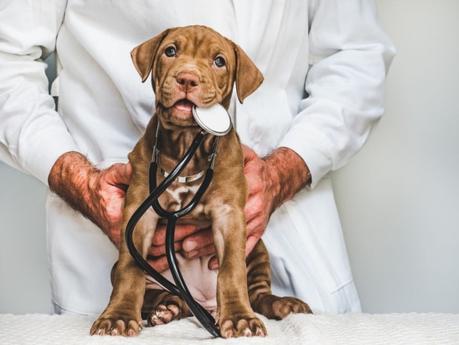 Key Tips For Maintaining Your Pitbulls Health