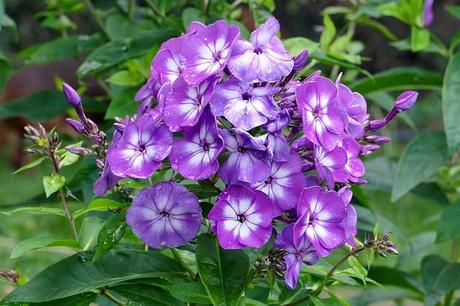 How to Grow Phlox | Happy DIY Home