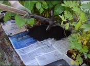 Make Homemade Weed Killer