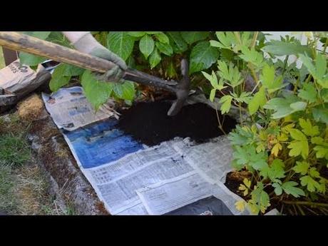 How to Make Homemade Weed Killer