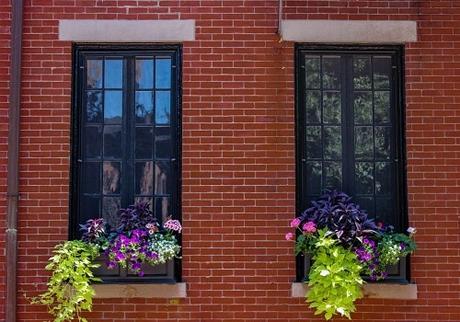 How to Choose the Best Flowers for Window Boxes