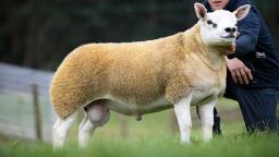 The world’s most expensive sheep has just been purchased for $490,000