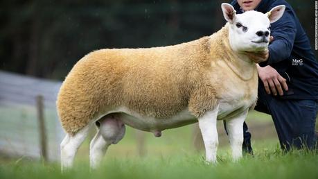 The world’s most expensive sheep has just been purchased for $490,000
