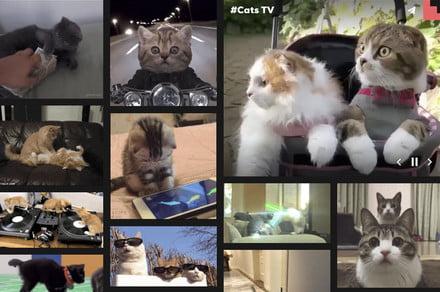 How to Make a GIF on Your iPhone
