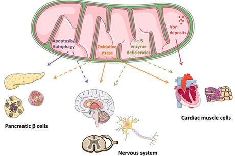 Alternative Treatment of Friedreich’s ataxia