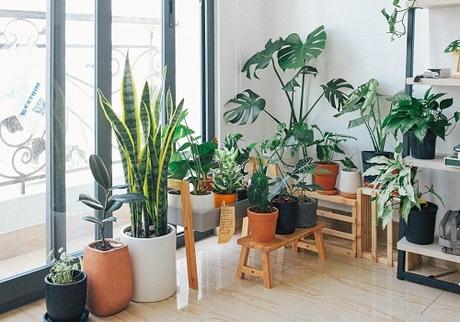Best Plant Plans for Indoor Apartment