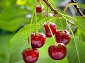 Most Common Types Cherry Trees (With Pictures)