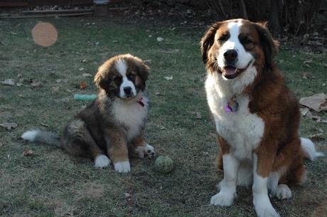 My biggest mistake as a pet owner: I should have purchased pet insurance for Hazel Saint Bernese