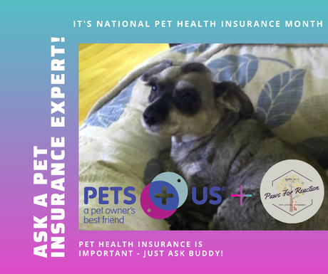 Paws For Reaction interviews pet insurance expert from Pets Plus Us  #NationalPetInsuranceMonth
