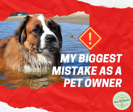 My biggest regret as a pet owner: I should have purchased pet insurance for Hazel