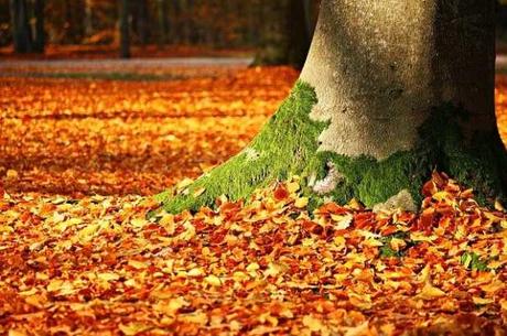 Best Leaf Mulcher to Create Compost Best Leaf Mulcher to Create Compost