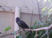 Murder Crows Literary, Never Intentional