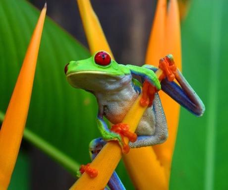 Experience pura vida – Costa Rica is open