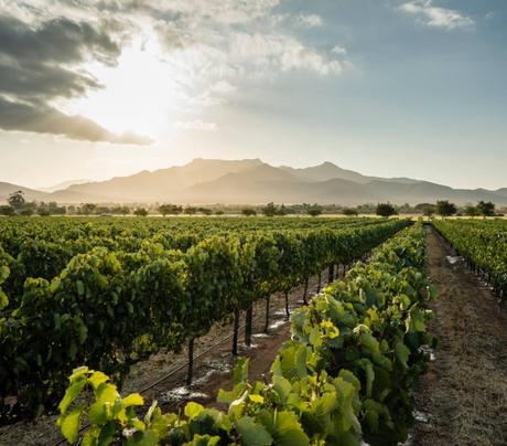 How Can South Africa’s Wine Industry Recover from COVID-19?