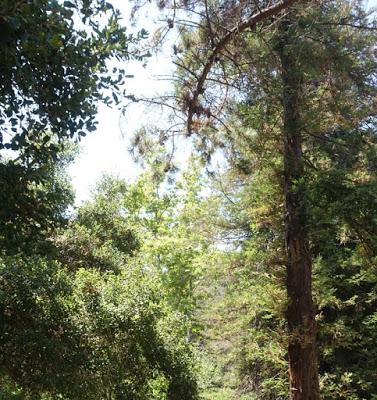 TEMESCAL CANYON HIKE: Nature at the Edge of the City, Los Angeles, CA