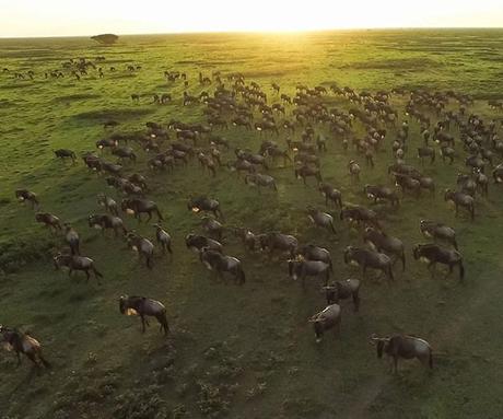 Stages of the Great Wildebeest Migration