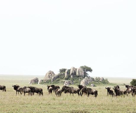 Stages of the Great Wildebeest Migration