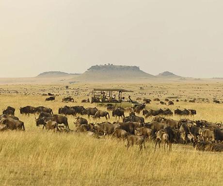 Stages of the Great Wildebeest Migration