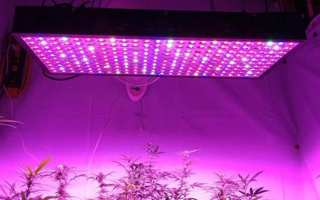 What Is An LED Grow Light? (Pros and Cons)