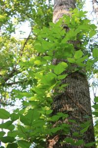 POEM: A Leaf in the Light