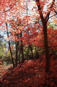 Fragile & Ephemeral Haiku