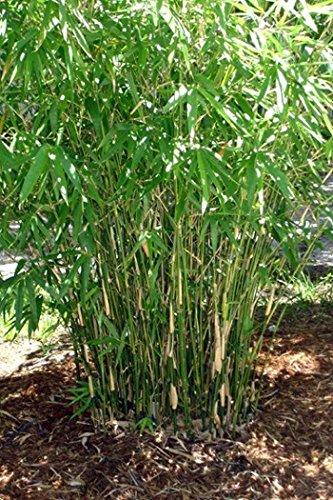 Bambusa Green Hedge Bamboo - Non-Invasive, Clumping Bamboo t