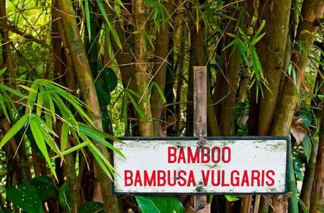 Painted Bamboo - Bambusa vulgaris