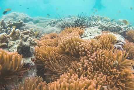 Lord Howe Island Reef