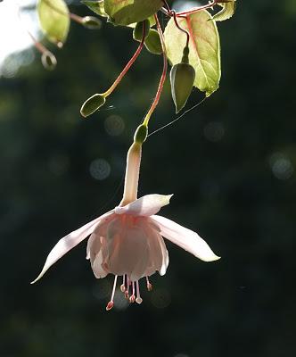 Flowers Still Bloom