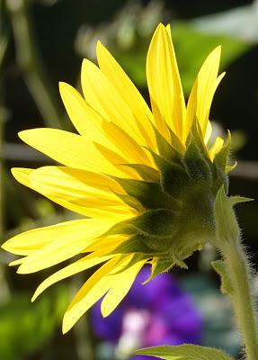 Flowers Still Bloom