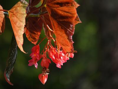 Flowers Still Bloom