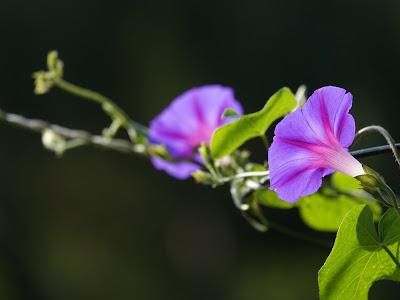 Flowers Still Bloom